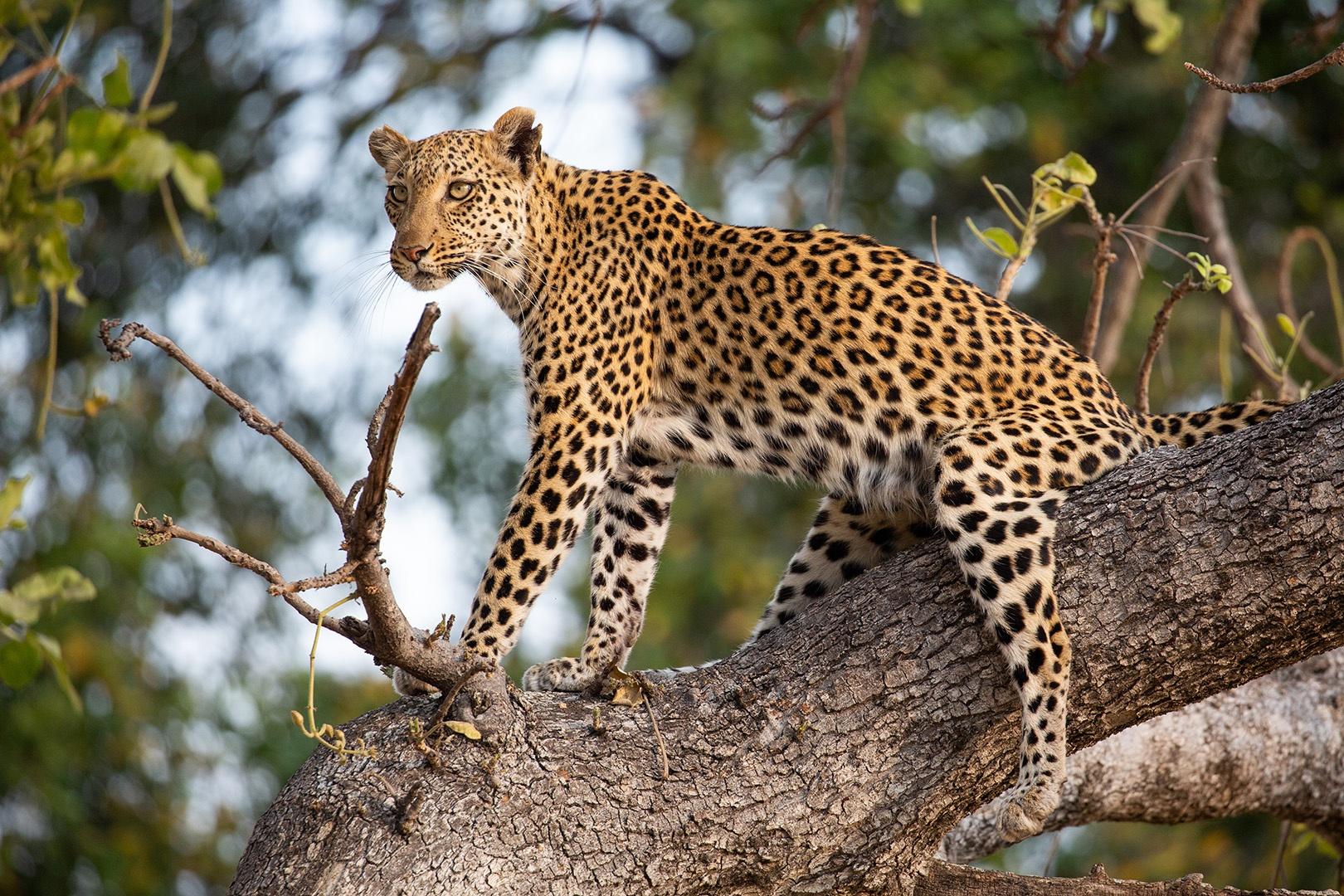 New mum, Xudum the leopard, must keep hidden from dangerous males if her cubs are to survive.