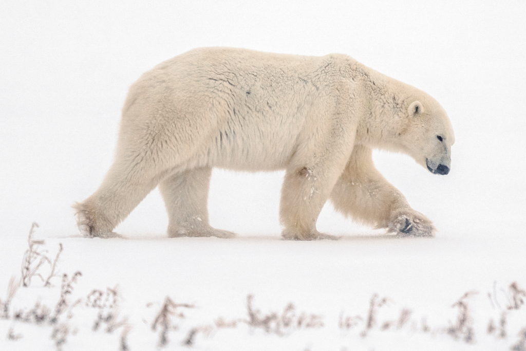 Churchill, Manitoba, Canada during polar bear season