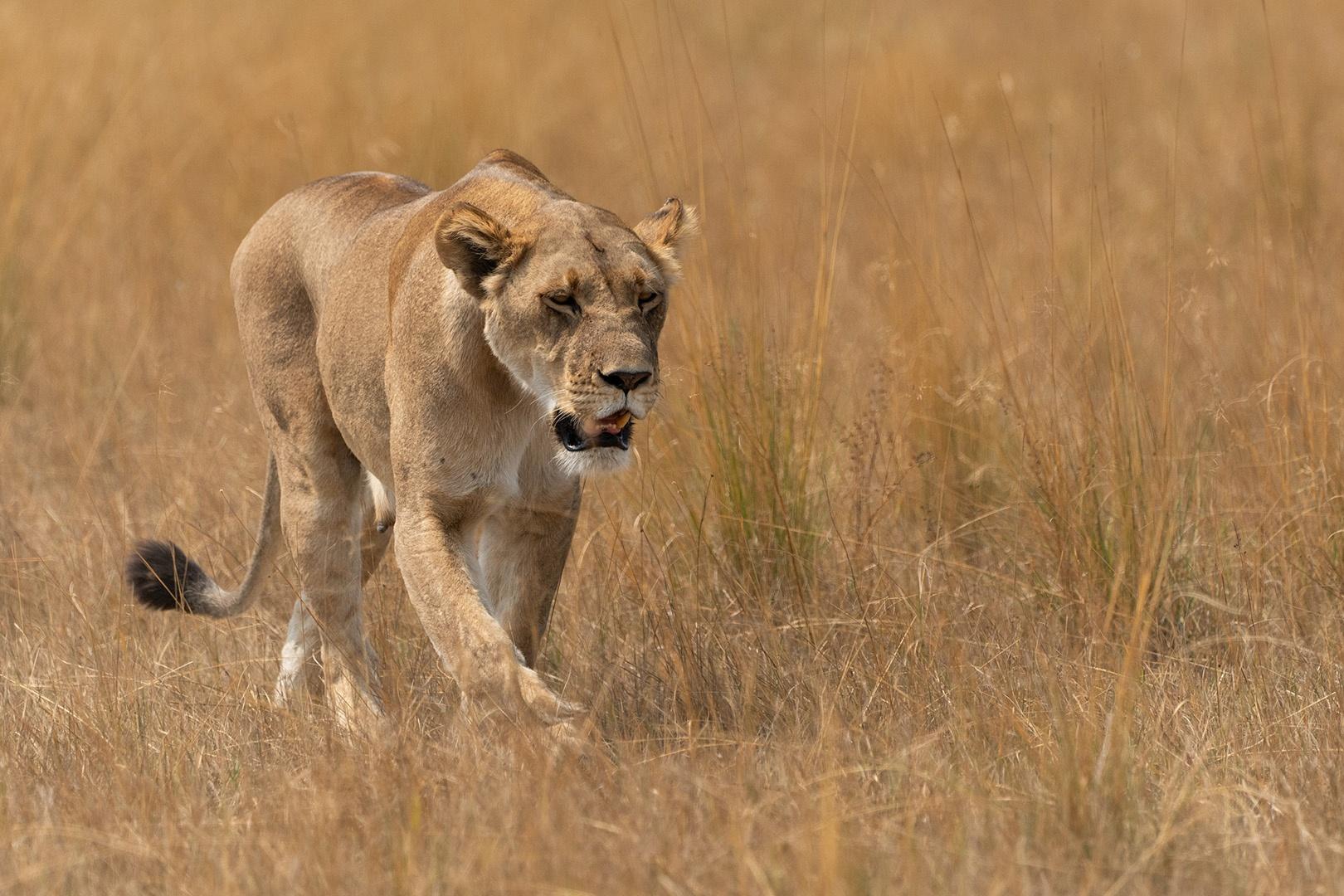 Inexperienced lion mum, Tsebe, is forced to hunt alone to feed her litter of five cubs.