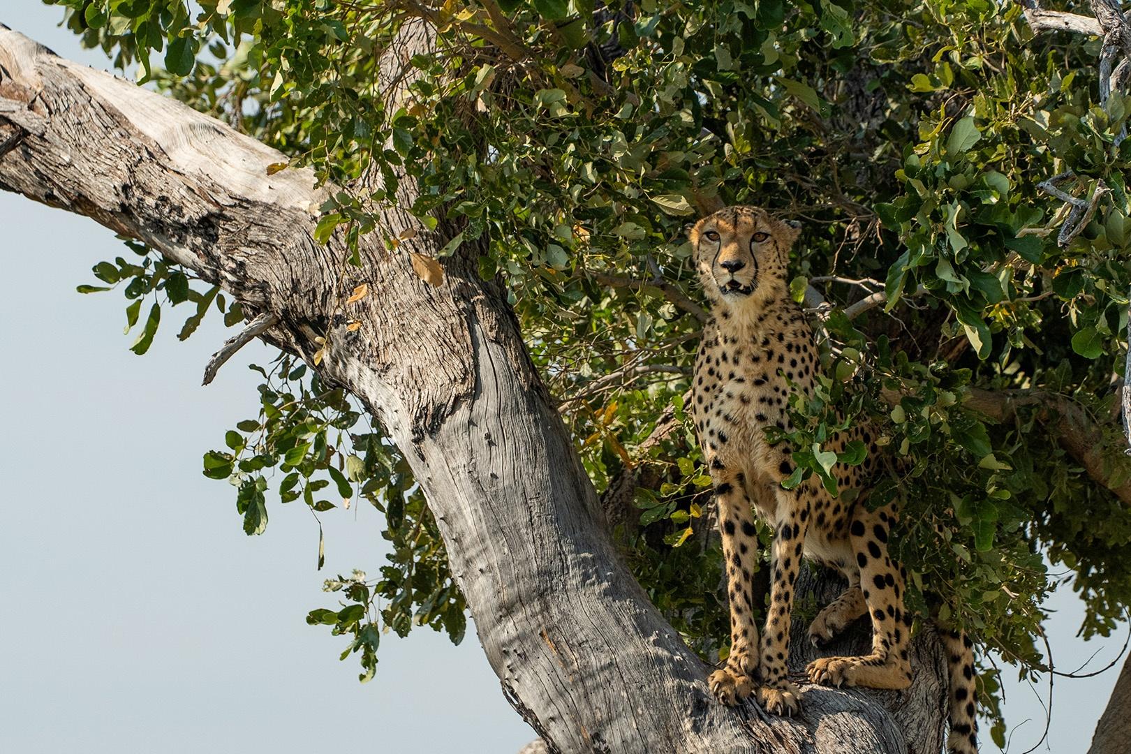 Roaming male cheetah, Sepoko, uses a tree as a vantage point to scan the landscape for prey.