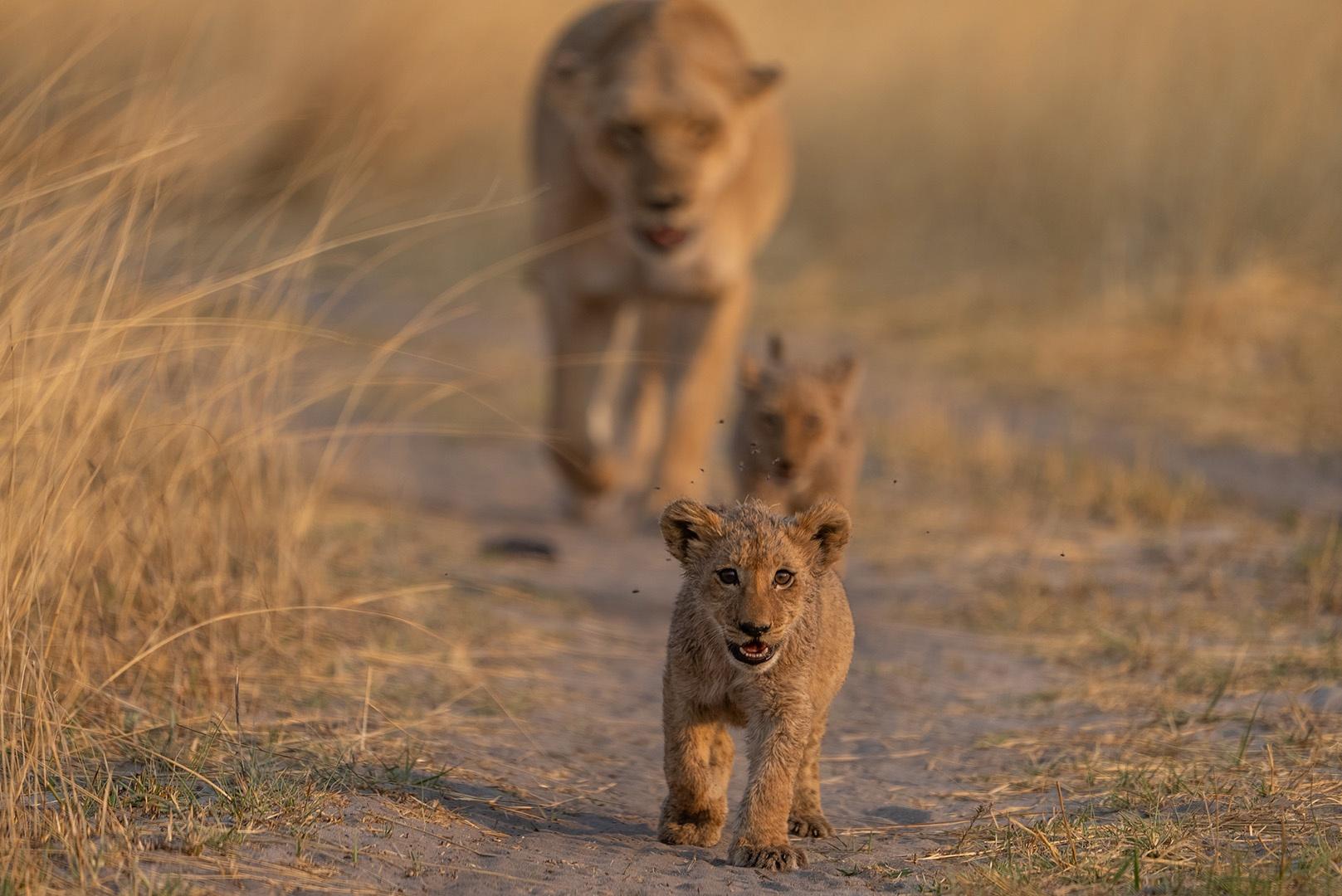 Lone Xudum lioness, Matho, must take her cubs with her when she looks for food.