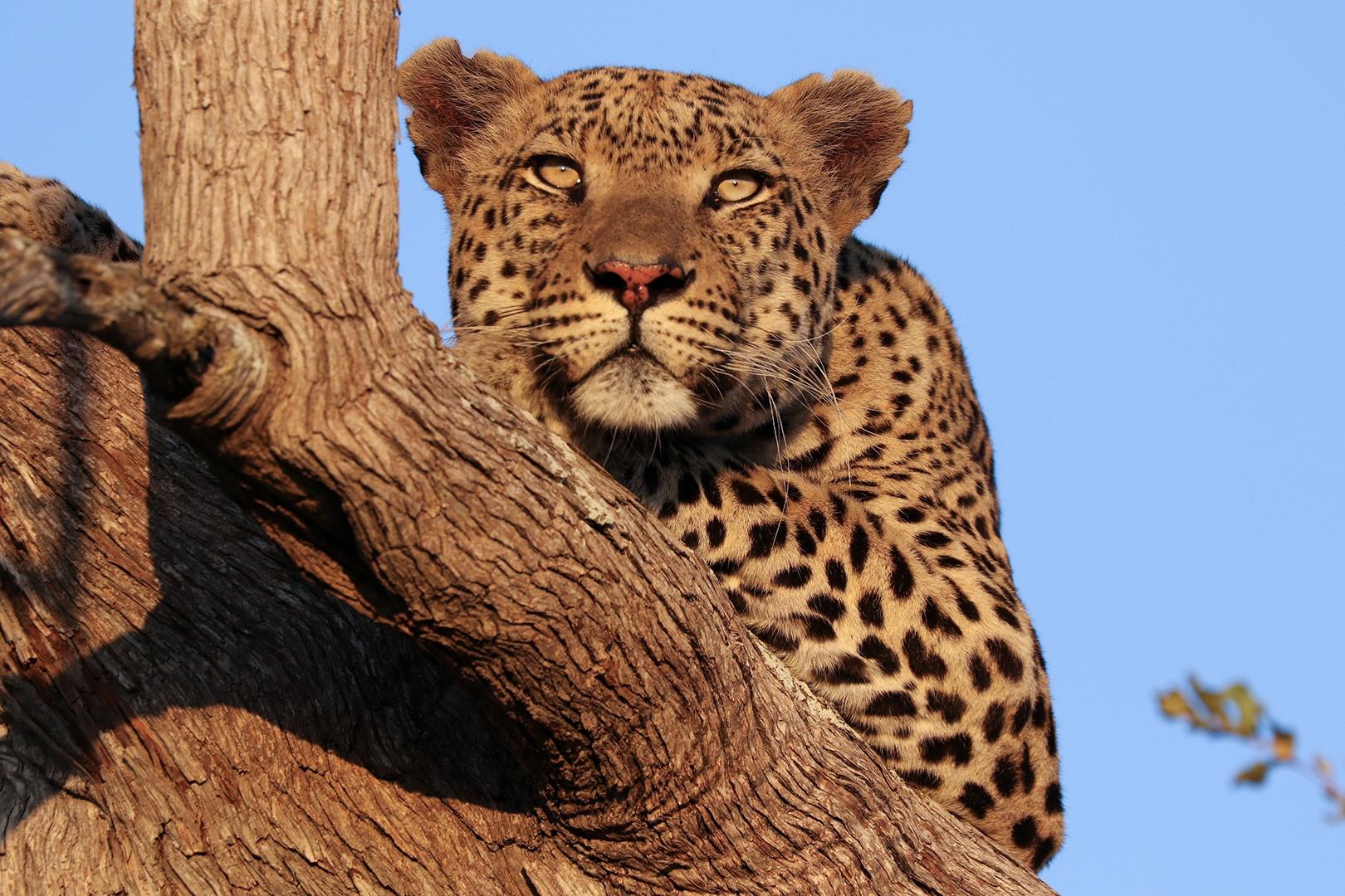 Male leopard, Mosweu, scans his territory for signs of rival males.