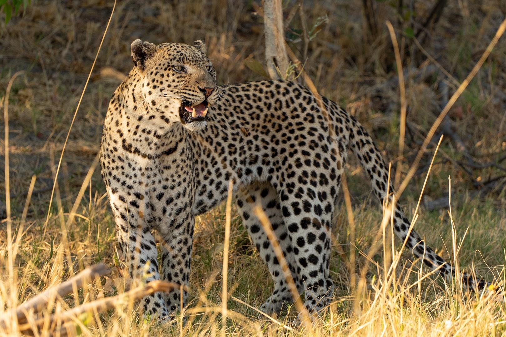 Dominant male leopard, Mosweu, is a threat to female, Xudum, if she mates with another male.