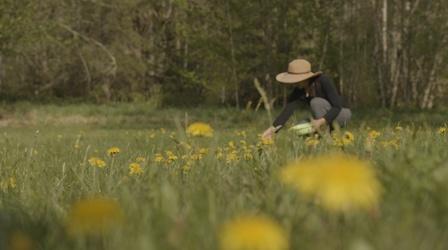 Video thumbnail: Nature The Forager | Backyard Nature