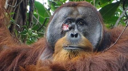 Video thumbnail: NOVA First ape ever seen using medicinal plant to treat wound